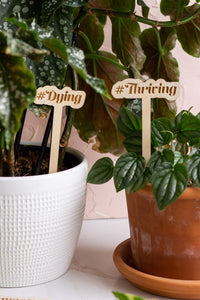 Funny Wooden Plant Markers: Just Trying To Survive