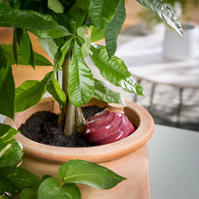 Load image into Gallery viewer, Terracotta Watering Bulb: Plum