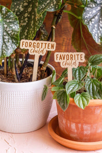Funny Script Wooden Plant Markers: Needy Bitch