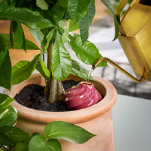 Load image into Gallery viewer, Terracotta Watering Bulb: Plum