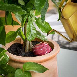 Terracotta Watering Bulb: Plum