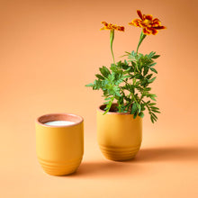 Load image into Gallery viewer, Garden Vibes Candle/Planter 2-in-1: Golden Moments - Sage