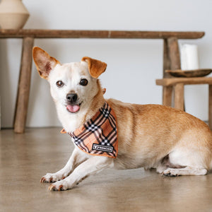 Dog Cooling Bandana - Tan Tartan