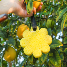 Load image into Gallery viewer, Papaya Yuzu Wild Flower